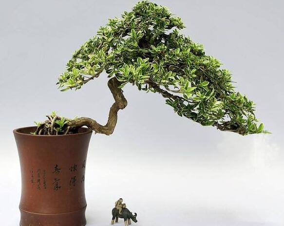 六月雪樹葉發(fā)黑怎么辦，找清原因及時救治（三種原因及解決方法）"