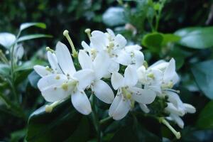 九里香什么時候開花，九里香一年開幾次花(七月盛開)"