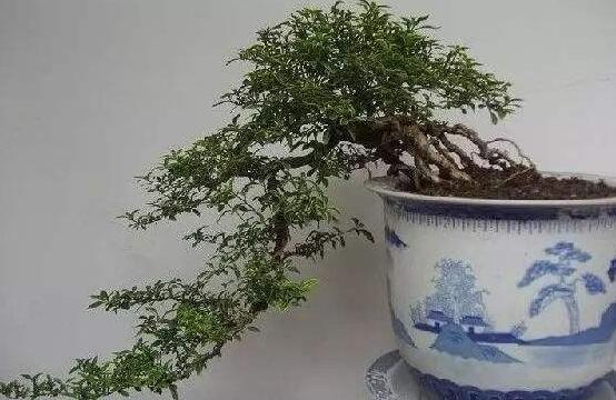 提根六月雪怎么養好，教你六個步驟造型更加美觀"