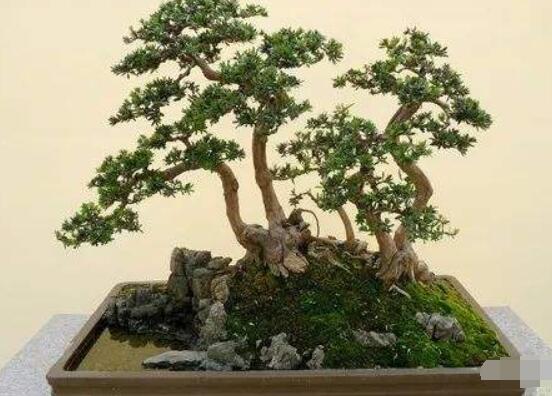 羅漢松修剪方法圖解，只需要三點步驟造型美觀茂盛"