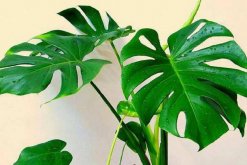 龜背竹一盆養幾棵好，根據花盆的大小形狀來決定"