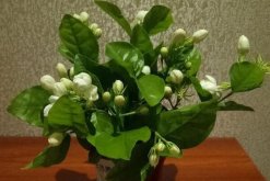 茉莉花冬天葉子掉光了還能活嗎，注意養(yǎng)護還能成活"
