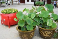 盆栽荷花怎么種植，掌握以下要點可保證種植順利進行"