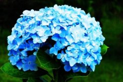 繡球花什么時候扦插，春秋兩季最為合適"