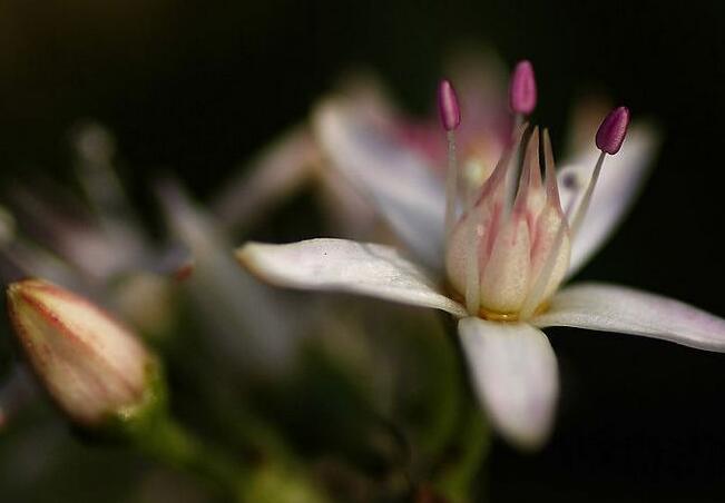 玉樹花和燕子掌的區別，葉片上的3處不同"