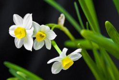 水仙花怎么會養(yǎng)好，養(yǎng)好水仙花只需要5步"