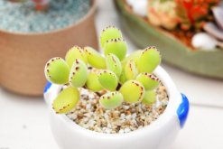 多肉熊童子的種植過程，熊童子種植詳細(xì)步驟介紹