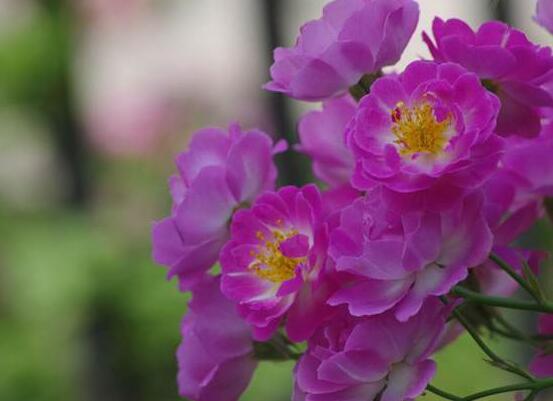薔薇花的花語大全，細數薔薇花九大品種花語"