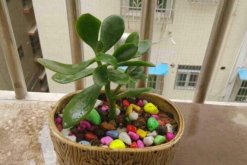 如何養(yǎng)燕子掌，養(yǎng)好燕子掌必須要掌握的技巧"