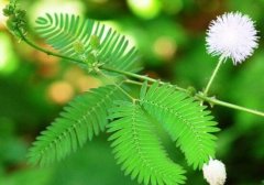 含羞草為什么會害羞，含羞草會含羞至死么/自我保護并不會"