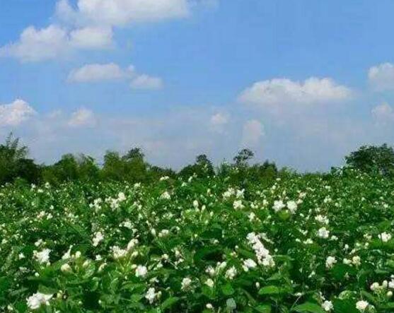 茉莉花爛根了怎么辦，換土換盆洗凈重新種植"