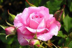 粉色薔薇花的花語，以及薔薇花花語大全"