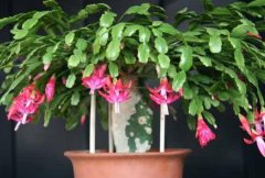 蟹爪蘭一年開(kāi)幾次花，蟹爪蘭花語(yǔ)是什么"