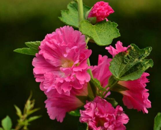 木芙蓉花怎么修剪，在每年萌芽和花謝后修剪最佳"