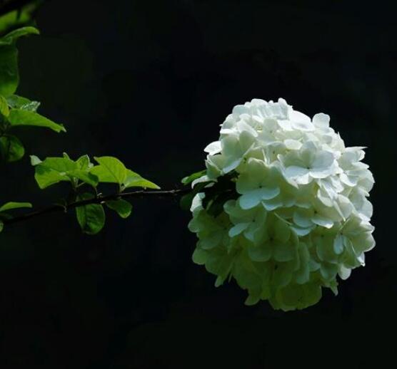 繡球花可以噴水嗎，可以/促進枝葉生長、花開茂盛"