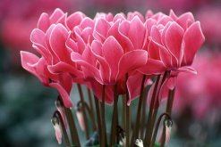仙客來開花后怎么處理，仙客來花后養護方法"