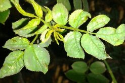 月季花和玫瑰花的區(qū)別，細(xì)數(shù)五個(gè)不同之處"