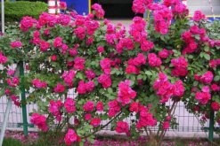 月季花春季修剪方法，春季修剪具體步驟詳解"