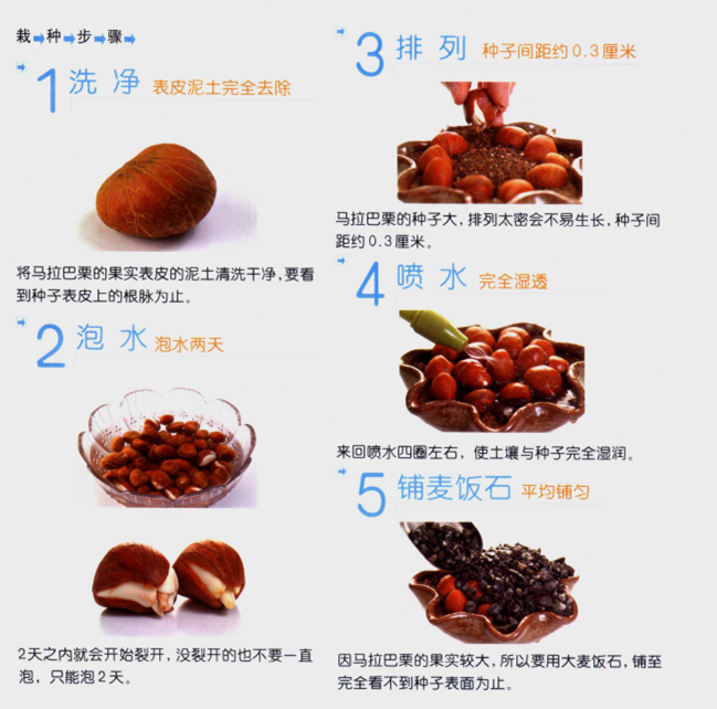 發財樹盆景制作圖解"