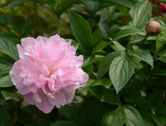 牡丹花有毒嗎，牡丹花可以在室內(nèi)養(yǎng)嗎"