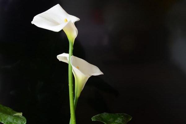 馬蹄蓮幾月開花,11月到第二年6月