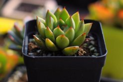 寶石花光照和溫度處理，夏季遮陰冬季向陽"