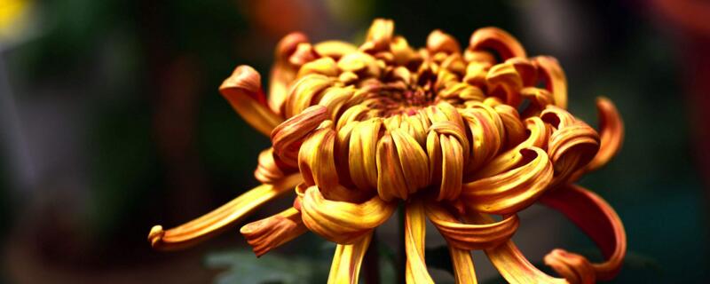 菊花冬天會凍死嗎"