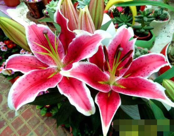 香水百合的花語，代表著純潔而又偉大的愛"