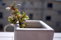 雅樂之舞放在哪里養(yǎng)好，放在這些位置才能滿足植株的生長"