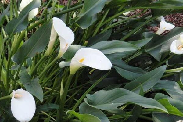 馬蹄蓮幾月開花,11月到第二年6月