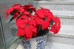 一品紅花期調控方法，以下方法就可以讓它提前開花"
