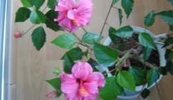 合歡花和芙蓉花怎么區(qū)分，可通過高度、產(chǎn)地、習(xí)性、花朵來區(qū)分"