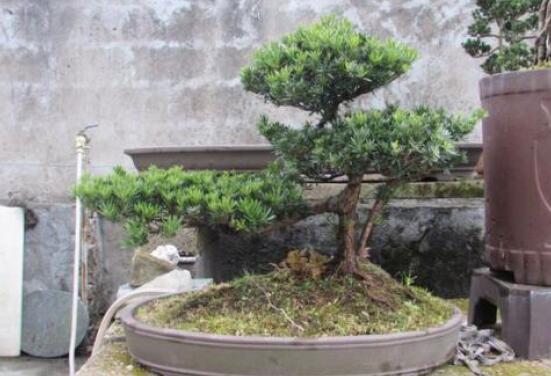 羅漢松盆景施肥，做好以有機液肥、稀薄的餅肥水為主"