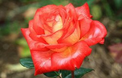 月季花的品種，大花香水月季品種極具觀賞性"