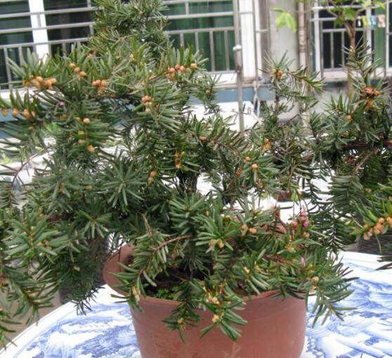紅豆杉的功效與作用，紅豆杉八大功效與作用"