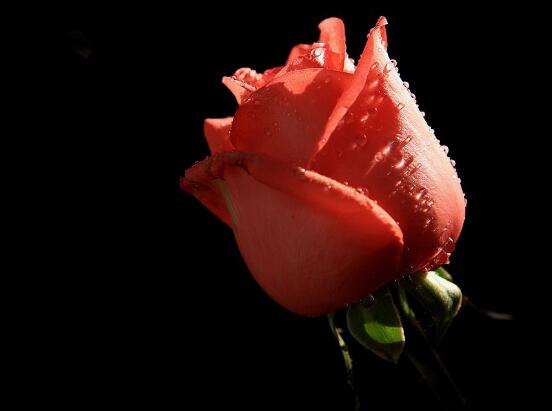 玫瑰花有毒嗎，玫瑰花可以在室內(nèi)養(yǎng)嗎"