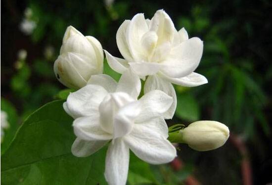 茉莉花什么時(shí)候修剪整枝最好，春秋生長(zhǎng)期、春季前休眠期修剪最好"