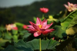 摘下來的荷花怎么養，修剪過后可插入花瓶中養護"