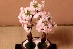 櫻花爛根是怎么回事，櫻花爛根原因以及處理方法"