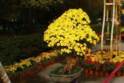 菊花施什么肥料長得好，掌握施肥要點是關鍵"