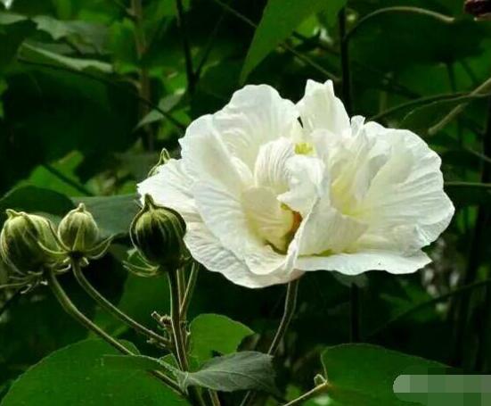 白色芙蓉花花語是什么，代表著早熟、纖細之美、純潔"