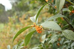 桂花不開花的解決方法，補(bǔ)充養(yǎng)分并增加光照"