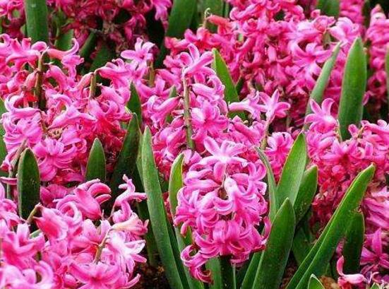 風信子開花后怎么處理，開花后處理方法"