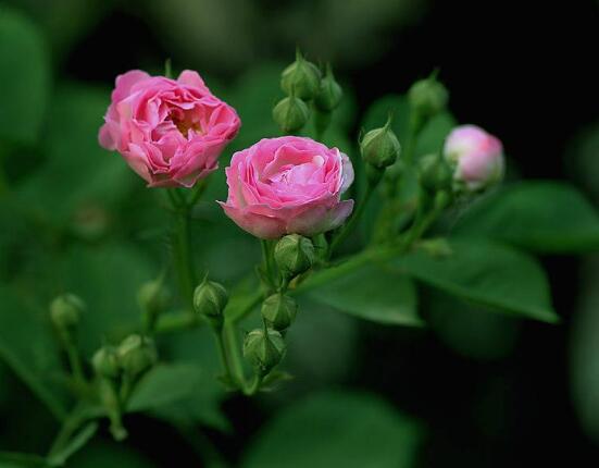 薔薇花圖片大全，細數薔薇花八種圖片大全"