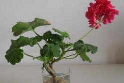 天竺葵泡水生根方法，3步即可天竺葵的水培"