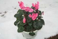 仙客來花期結束了怎么辦，做好以下4步仙客來復花指日可待"