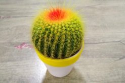 仙人球怎么種植，仙人掌種植經驗分享"