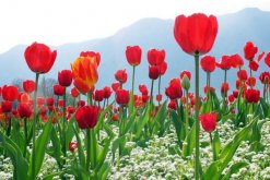 郁金香花語，不同顏色的郁金香花語不同"