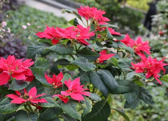 家中養一品紅有什么好處，家中有孕婦能養一品紅嗎"