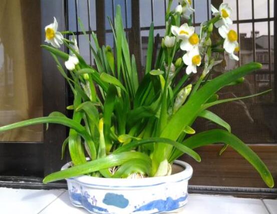 水仙花水養怎么選盆，選圓形、橢圓形、淺盆、淺盤最為合適"